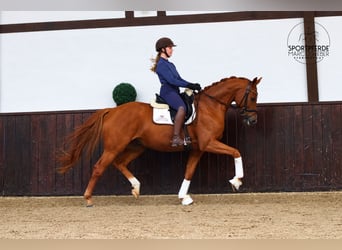 Oldenburger, Wallach, 5 Jahre, 168 cm, Fuchs