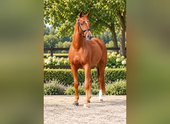 Oldenburger, Wallach, 5 Jahre, 168 cm, Fuchs