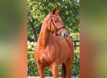 Oldenburger, Wallach, 5 Jahre, 168 cm, Fuchs