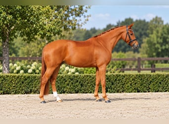 Oldenburger, Wallach, 5 Jahre, 168 cm, Fuchs
