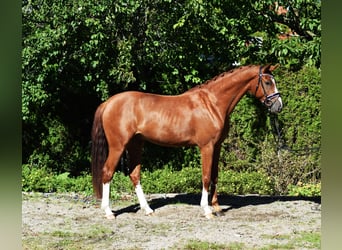 Oldenburger, Wallach, 5 Jahre, 168 cm, Fuchs