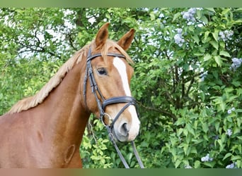 Oldenburger, Wallach, 5 Jahre, 168 cm, Fuchs