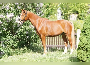 Oldenburger, Wallach, 5 Jahre, 168 cm, Fuchs