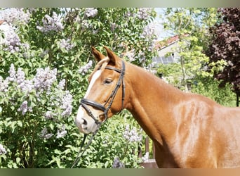 Oldenburger, Wallach, 5 Jahre, 168 cm, Fuchs
