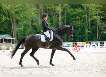 Oldenburger, Wallach, 5 Jahre, 168 cm, Rappe