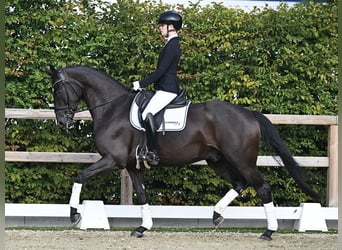 Oldenburger, Wallach, 5 Jahre, 168 cm, Rappe