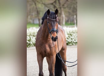 Oldenburger, Wallach, 5 Jahre, 169 cm, Brauner