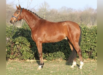 Oldenburger, Wallach, 5 Jahre, 169 cm, Brauner