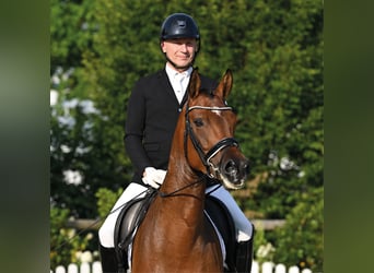 Oldenburger, Wallach, 5 Jahre, 169 cm, Brauner