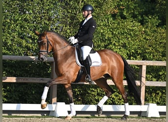 Oldenburger, Wallach, 5 Jahre, 169 cm, Brauner