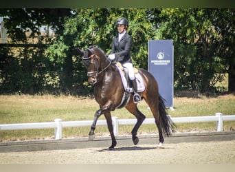 Oldenburger, Wallach, 5 Jahre, 169 cm, Dunkelbrauner