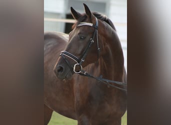 Oldenburger, Wallach, 5 Jahre, 169 cm, Dunkelbrauner