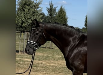 Oldenburger, Wallach, 5 Jahre, 169 cm, Rappe