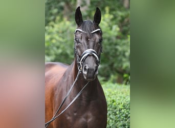 Oldenburger, Wallach, 5 Jahre, 169 cm, Rappe