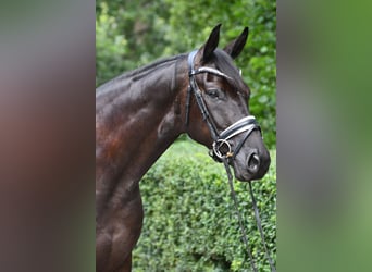 Oldenburger, Wallach, 5 Jahre, 169 cm, Rappe