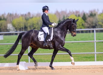 Oldenburger, Wallach, 5 Jahre, 169 cm, Schwarzbrauner