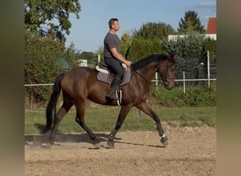 Oldenburger, Wallach, 5 Jahre, 170 cm, Brauner