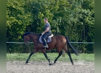 Oldenburger, Wallach, 5 Jahre, 170 cm, Brauner