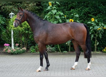 Oldenburger, Wallach, 5 Jahre, 170 cm, Brauner