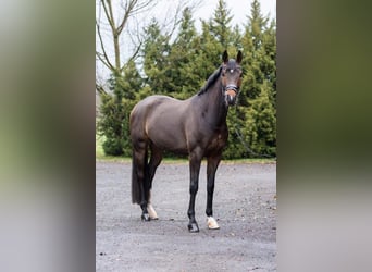 Oldenburger, Wallach, 5 Jahre, 170 cm, Brauner