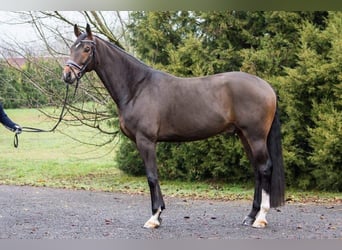 Oldenburger, Wallach, 5 Jahre, 170 cm, Brauner