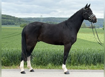 Oldenburger, Wallach, 5 Jahre, 170 cm, Dunkelbrauner
