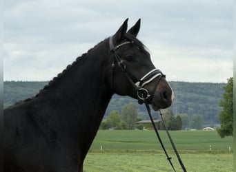 Oldenburger, Wallach, 5 Jahre, 170 cm, Dunkelbrauner