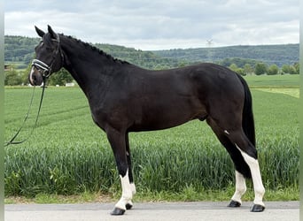 Oldenburger, Wallach, 5 Jahre, 170 cm, Dunkelbrauner