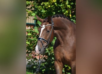 Oldenburger, Wallach, 5 Jahre, 170 cm, Dunkelfuchs