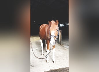 Oldenburger, Wallach, 5 Jahre, 170 cm, Fuchs