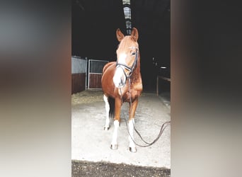 Oldenburger, Wallach, 5 Jahre, 170 cm, Fuchs