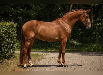 Oldenburger, Wallach, 5 Jahre, 170 cm, Fuchs