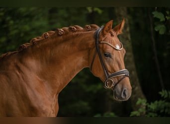 Oldenburger, Wallach, 5 Jahre, 170 cm, Fuchs