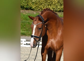Oldenburger, Wallach, 5 Jahre, 170 cm, Fuchs