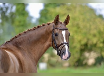 Oldenburger, Wallach, 5 Jahre, 170 cm, Fuchs