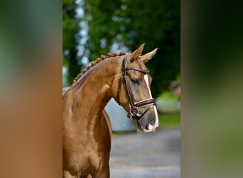 Oldenburger, Wallach, 5 Jahre, 170 cm, Fuchs