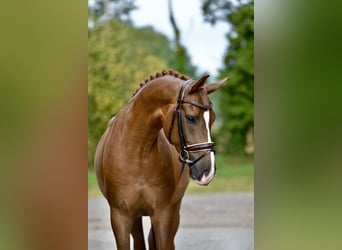 Oldenburger, Wallach, 5 Jahre, 170 cm, Fuchs