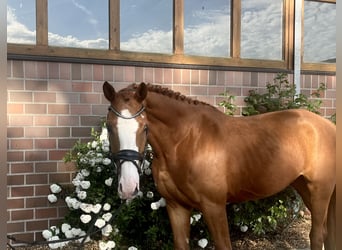 Oldenburger, Wallach, 5 Jahre, 170 cm, Fuchs