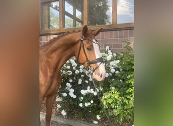 Oldenburger, Wallach, 5 Jahre, 170 cm, Fuchs