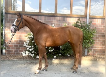 Oldenburger, Wallach, 5 Jahre, 170 cm, Fuchs