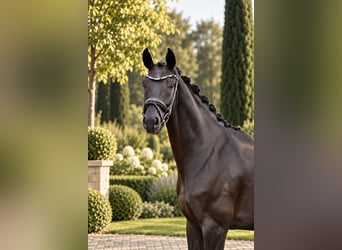 Oldenburger, Wallach, 5 Jahre, 170 cm, Rappe