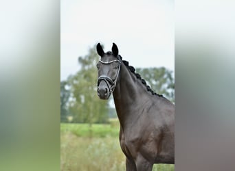 Oldenburger, Wallach, 5 Jahre, 170 cm, Rappe