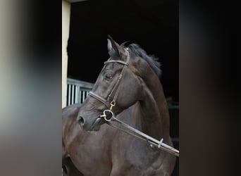Oldenburger, Wallach, 5 Jahre, 170 cm, Rappe