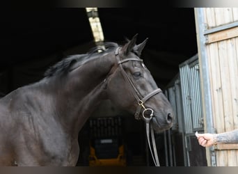 Oldenburger, Wallach, 5 Jahre, 170 cm, Rappe