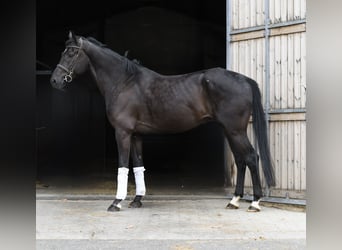 Oldenburger, Wallach, 5 Jahre, 170 cm, Rappe