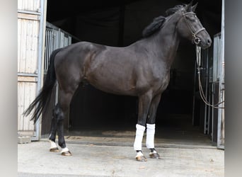 Oldenburger, Wallach, 5 Jahre, 170 cm, Rappe