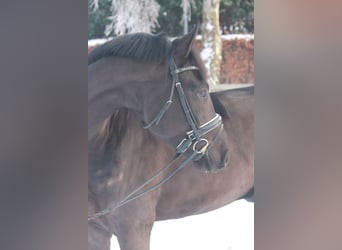 Oldenburger, Wallach, 5 Jahre, 170 cm, Rappe