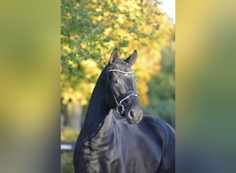 Oldenburger, Wallach, 5 Jahre, 170 cm, Rappe