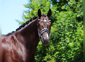 Oldenburger, Wallach, 5 Jahre, 170 cm, Rappe