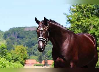 Oldenburger, Wallach, 5 Jahre, 170 cm, Rappe